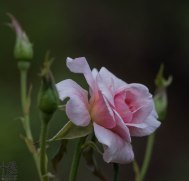 Young pink rose