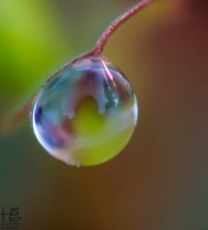 Single dew drop