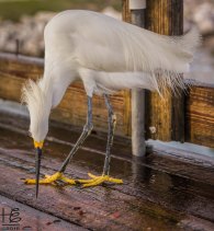 Snowy egret cleaning up fish remains