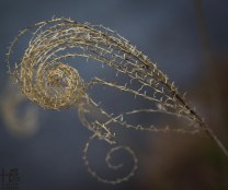 spirals in nature