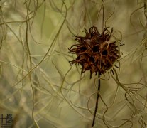 Seed caught in Spanish moss