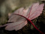 abstract view of leaf