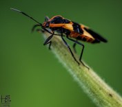Adult milkweed beetle