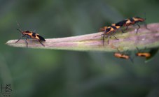 A milkweed beetle leader