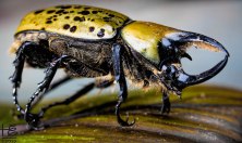 Eastern Hercules Beetle